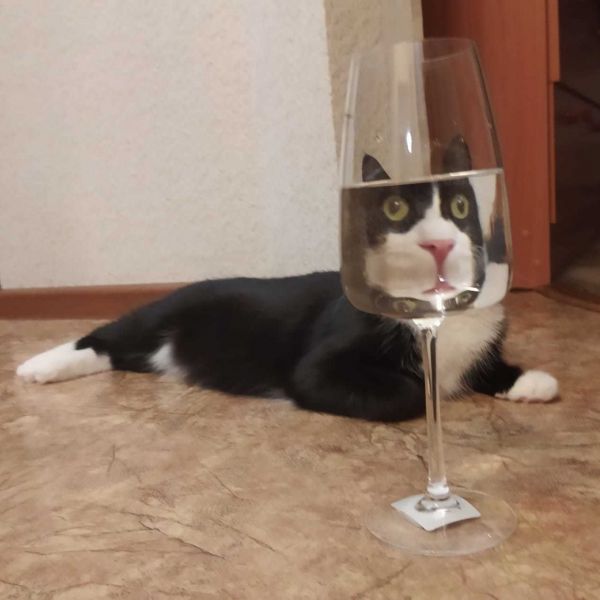 Файл:Котвстакане.jpg